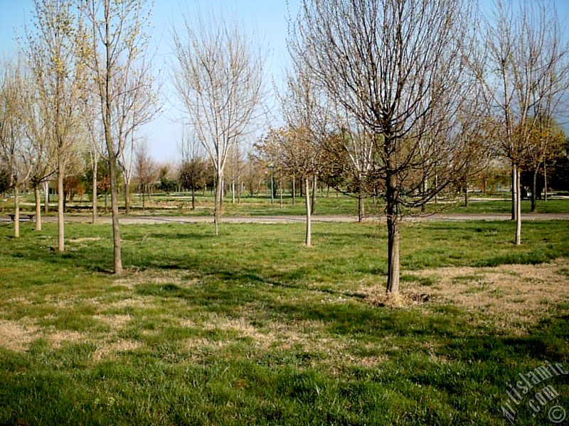 View of Botanical Park in Bursa city of Turkey.
