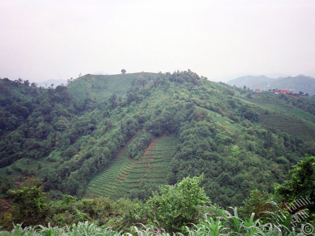 View of village from `OF district` in Trabzon city of Turkey.
