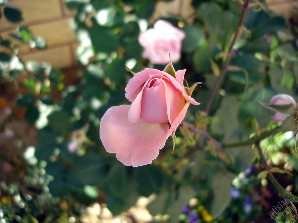 Pink rose photo.
