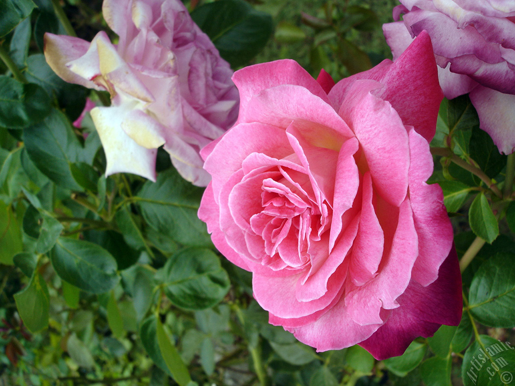 Pink rose photo.
