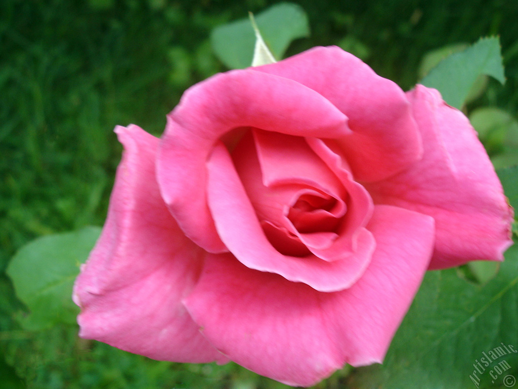 Pink rose photo.
