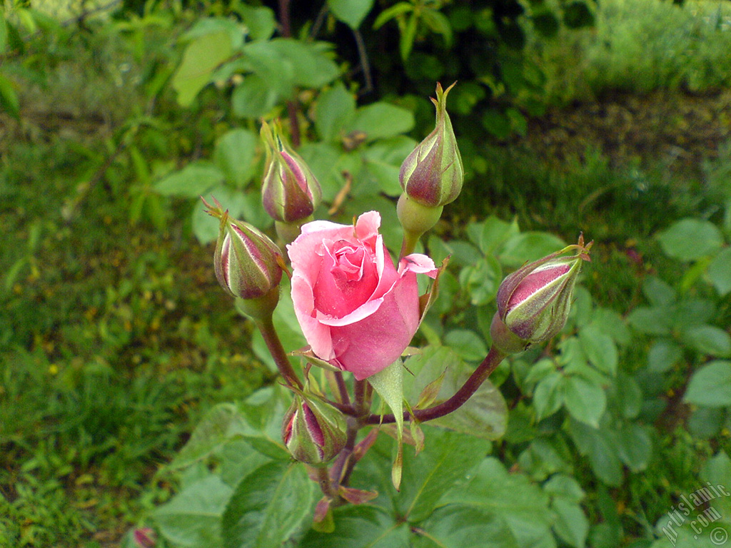 Pink rose photo.
