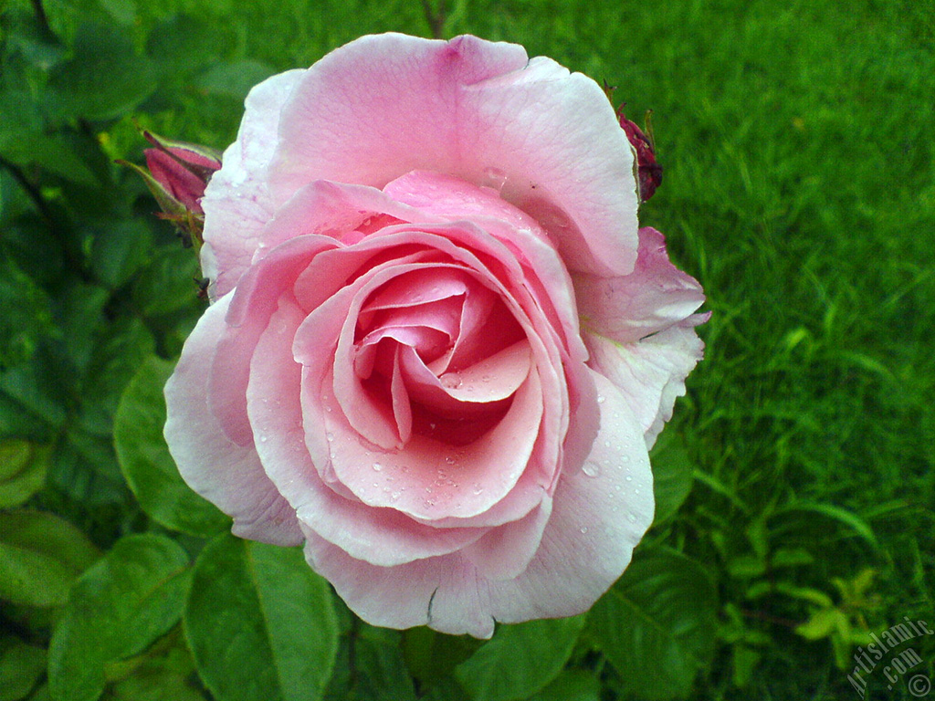 Pink rose photo.
