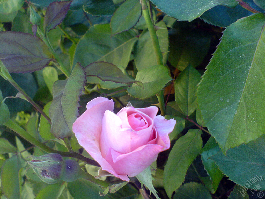 Pink rose photo.
