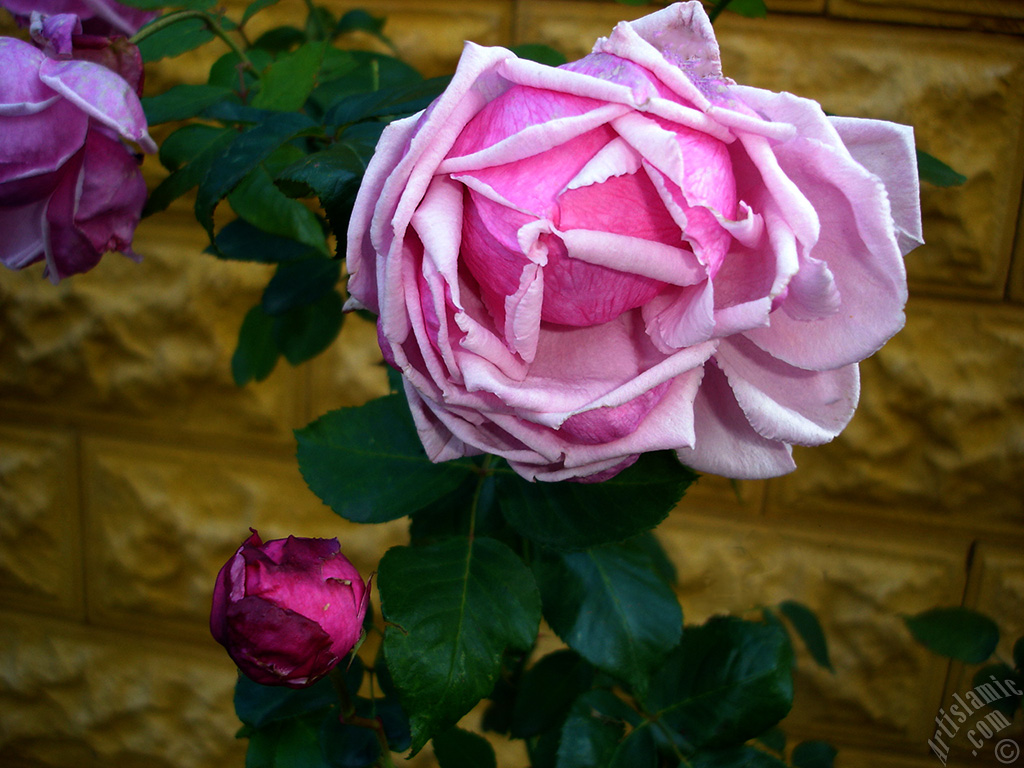 Pink rose photo.
