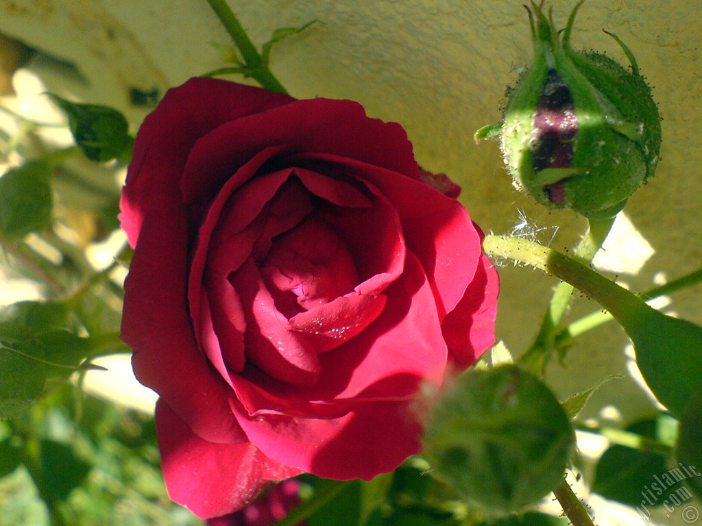 Red rose photo.
