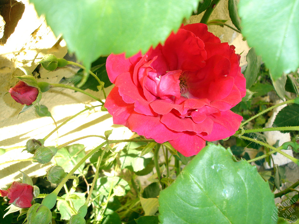 Red rose photo.
