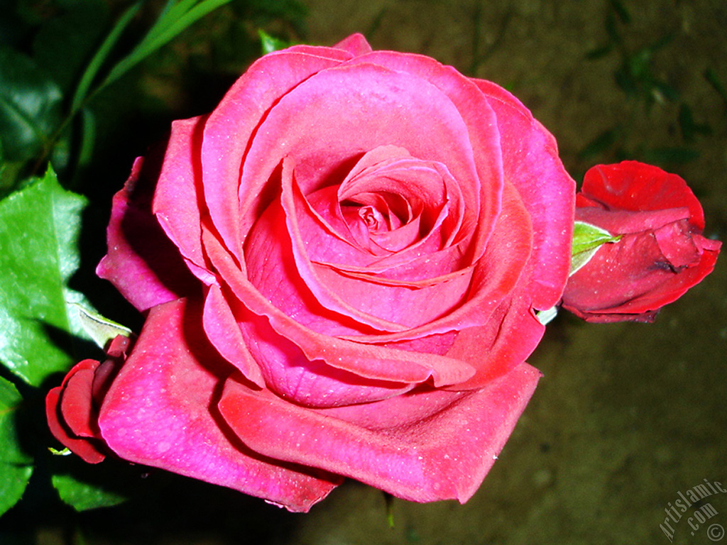 Red rose photo.
