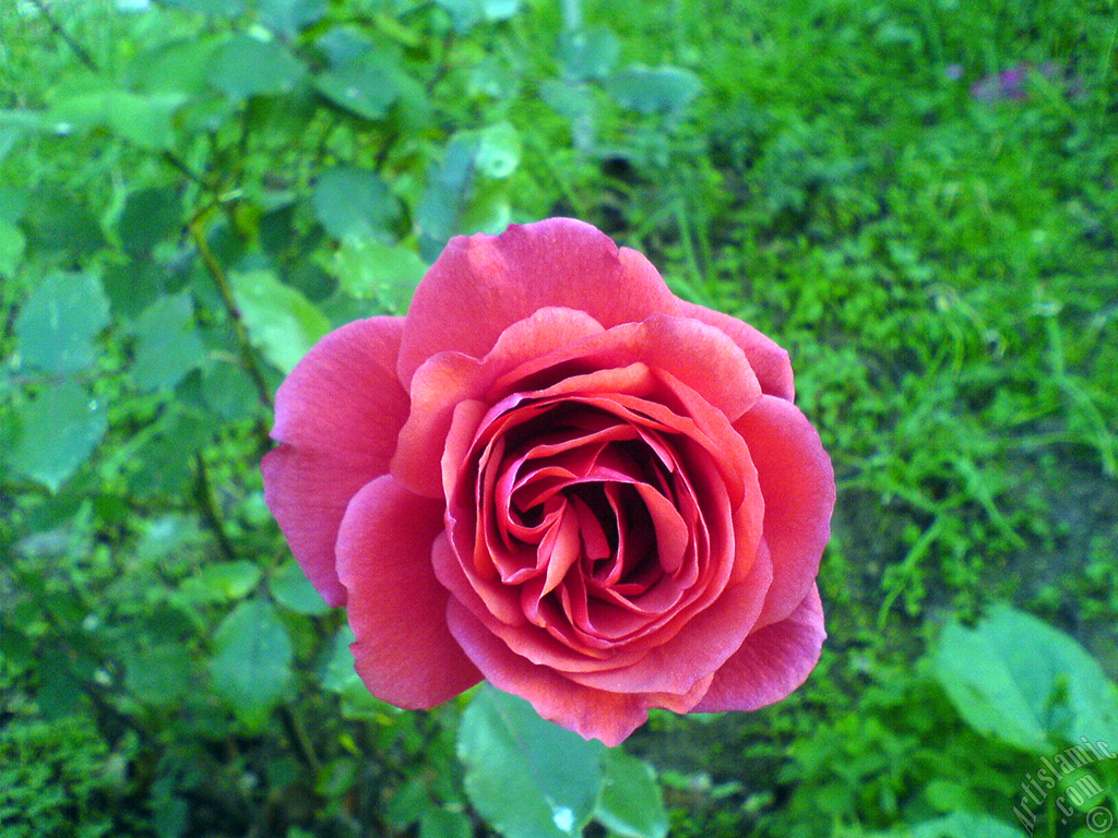 Red rose photo.
