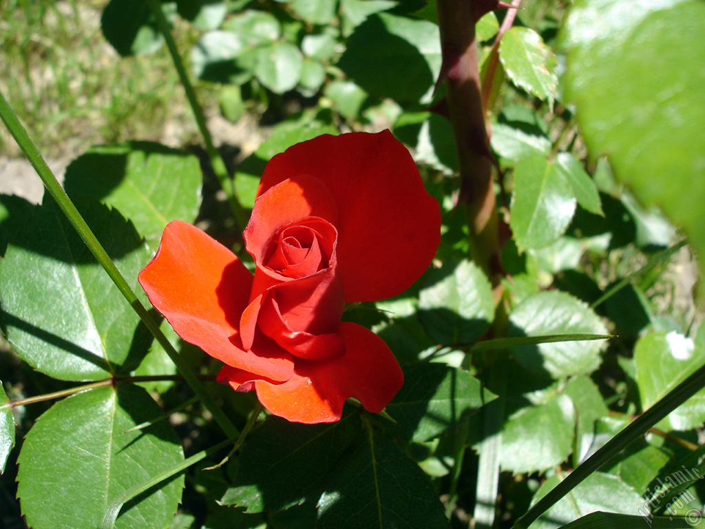 Red rose photo.
