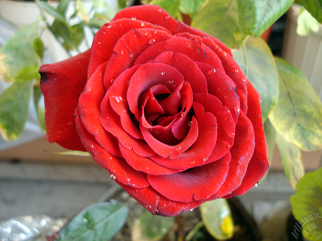 Red rose photo.
