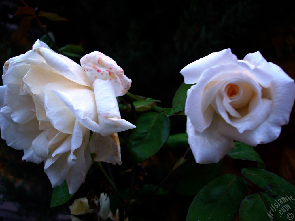 White rose photo.
