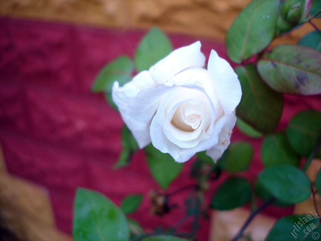 White rose photo.
