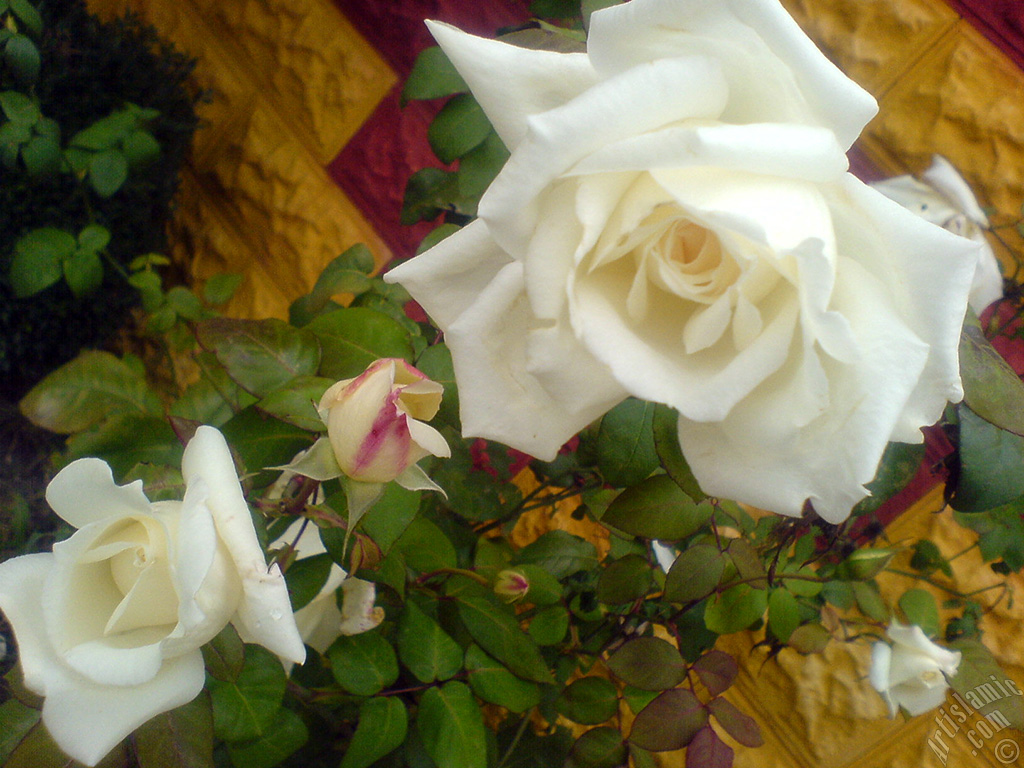 White rose photo.
