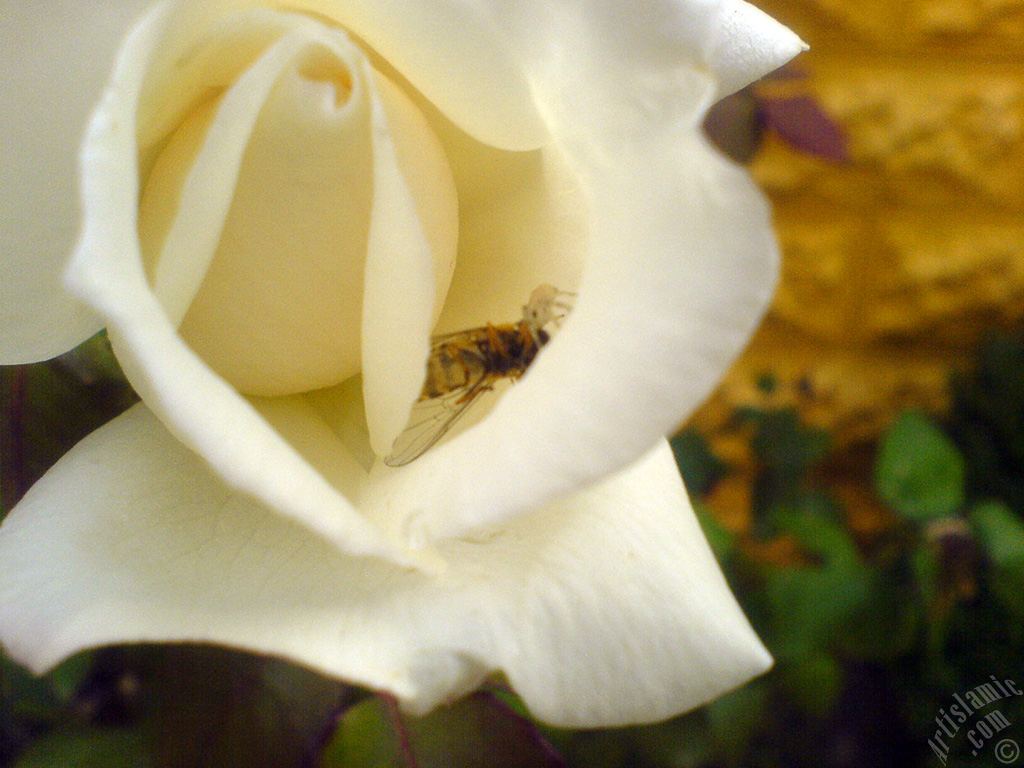 White rose photo.
