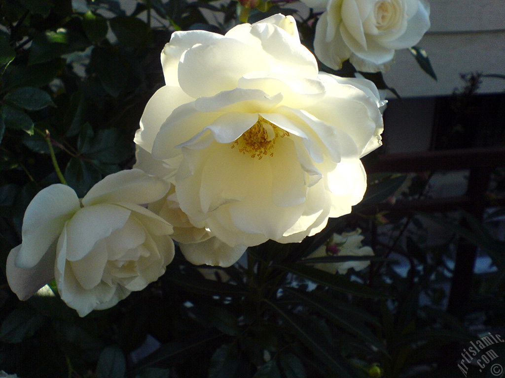 White rose photo.
