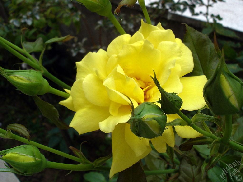 Yellow rose photo.
