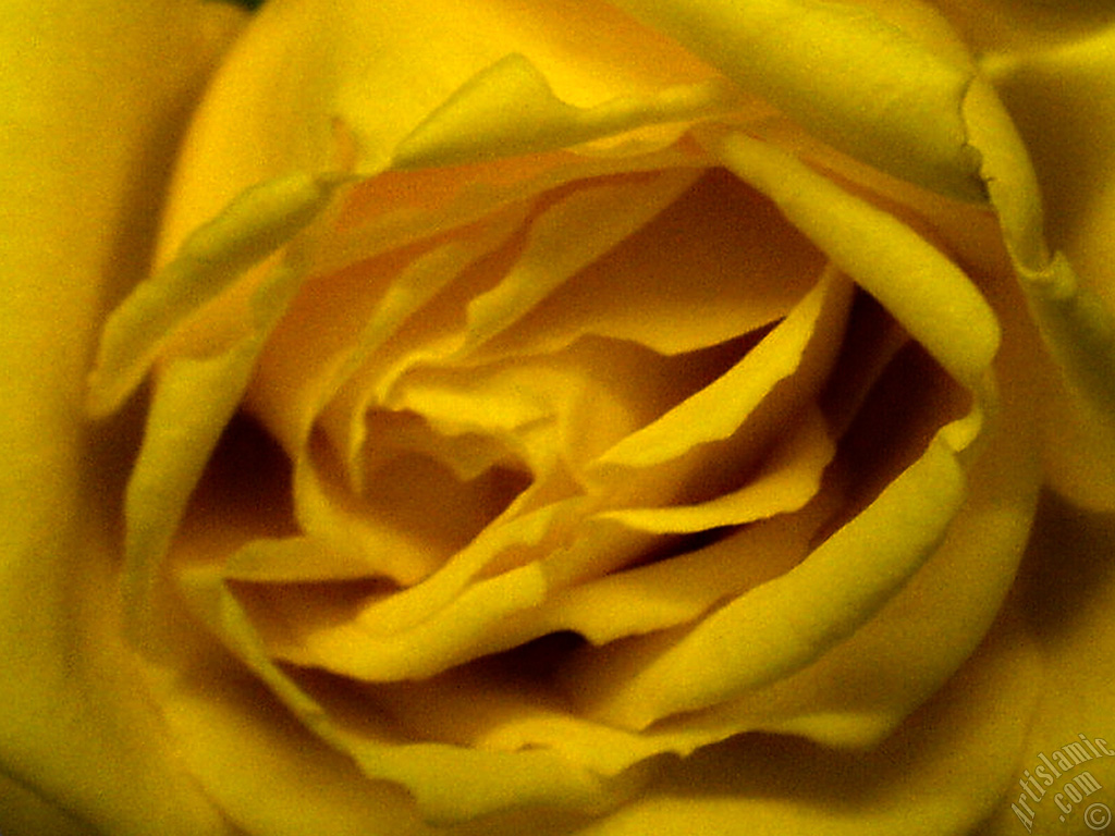 Yellow rose photo.
