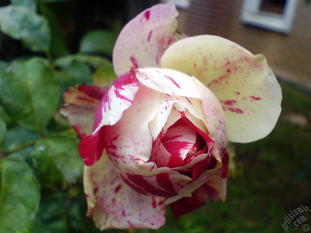 Variegated (mottled) rose photo.
