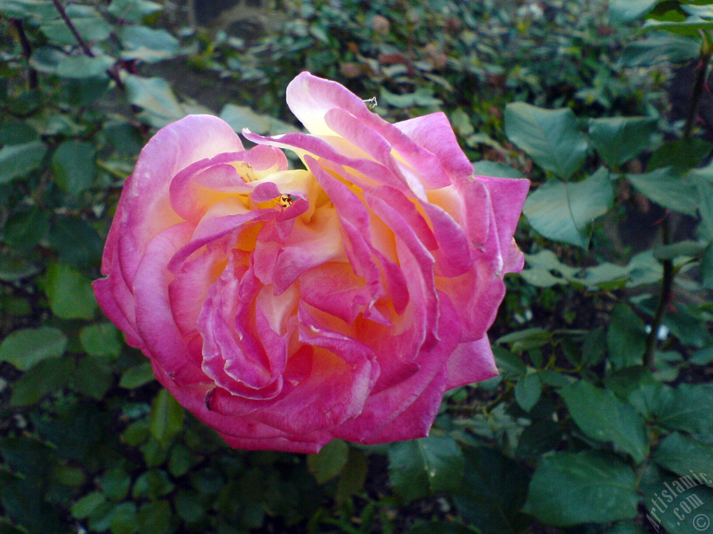 Variegated (mottled) rose photo.
