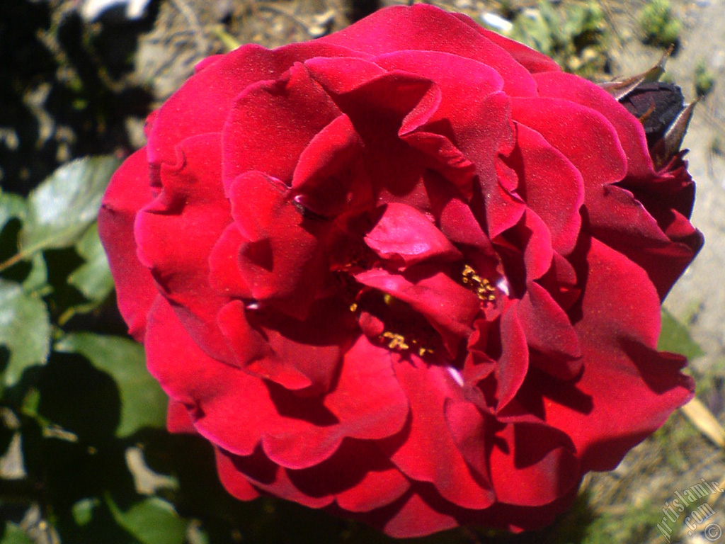 Burgundy Color rose photo.
