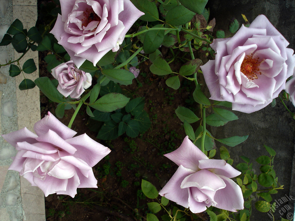 Lilac-color (lavender) rose photo.
