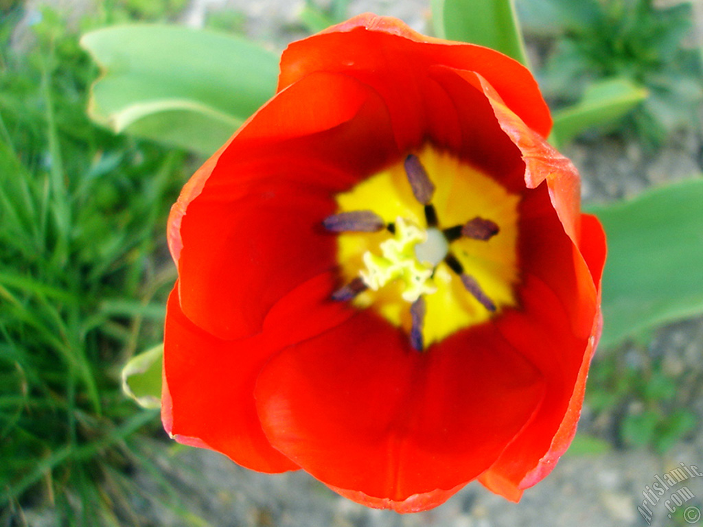 Red Turkish-Ottoman Tulip photo.
