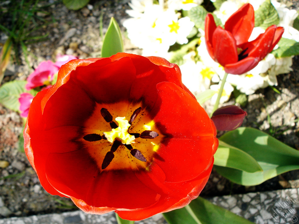 Red Turkish-Ottoman Tulip photo.
