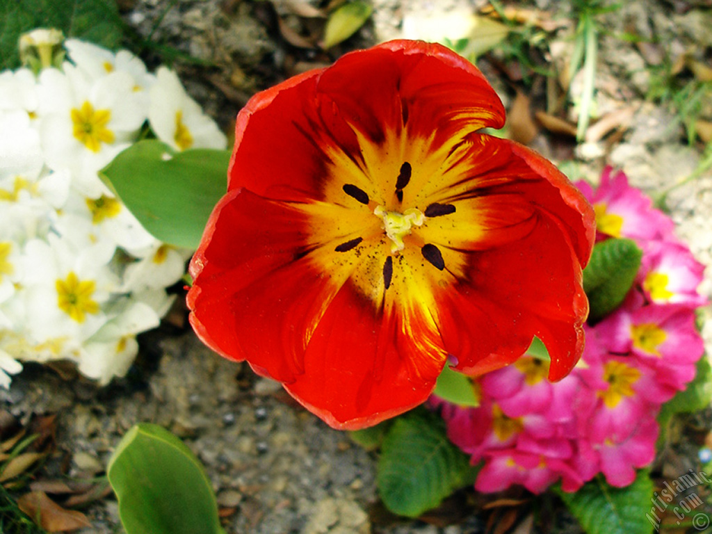 Red Turkish-Ottoman Tulip photo.
