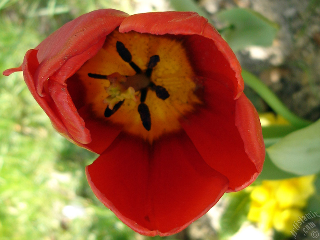 Red Turkish-Ottoman Tulip photo.
