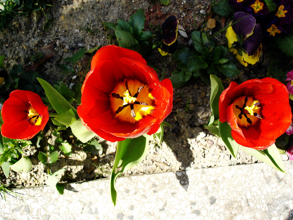 Red Turkish-Ottoman Tulip photo.
