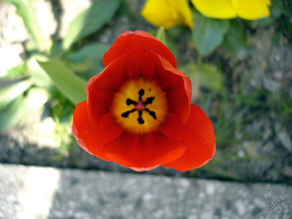 Red Turkish-Ottoman Tulip photo.
