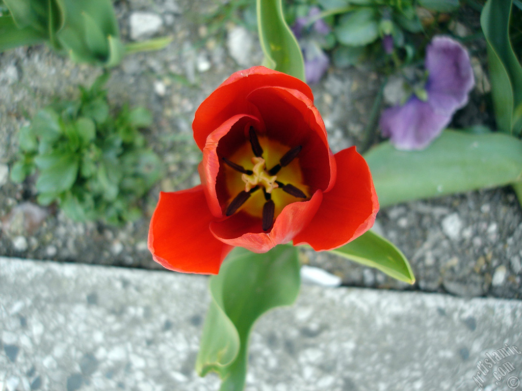 Red Turkish-Ottoman Tulip photo.
