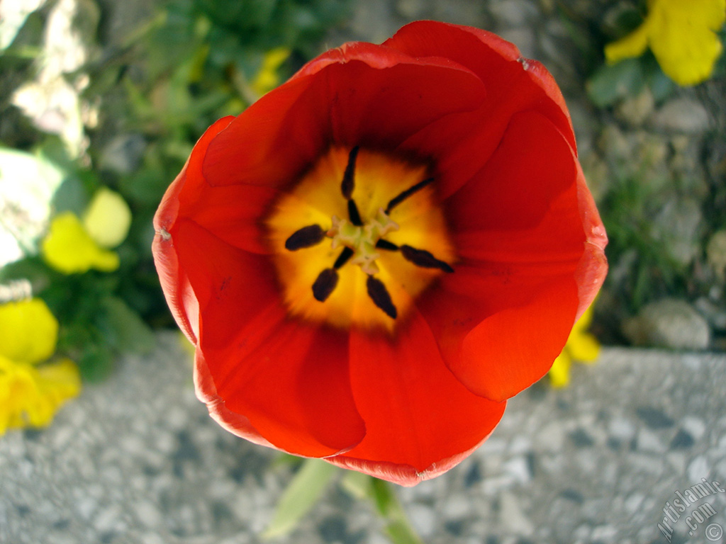 Red Turkish-Ottoman Tulip photo.
