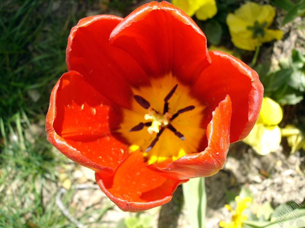 Red Turkish-Ottoman Tulip photo.
