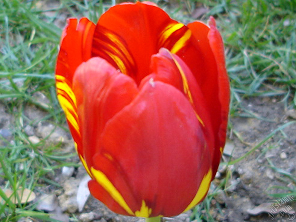 Red-yellow color Turkish-Ottoman Tulip photo.
