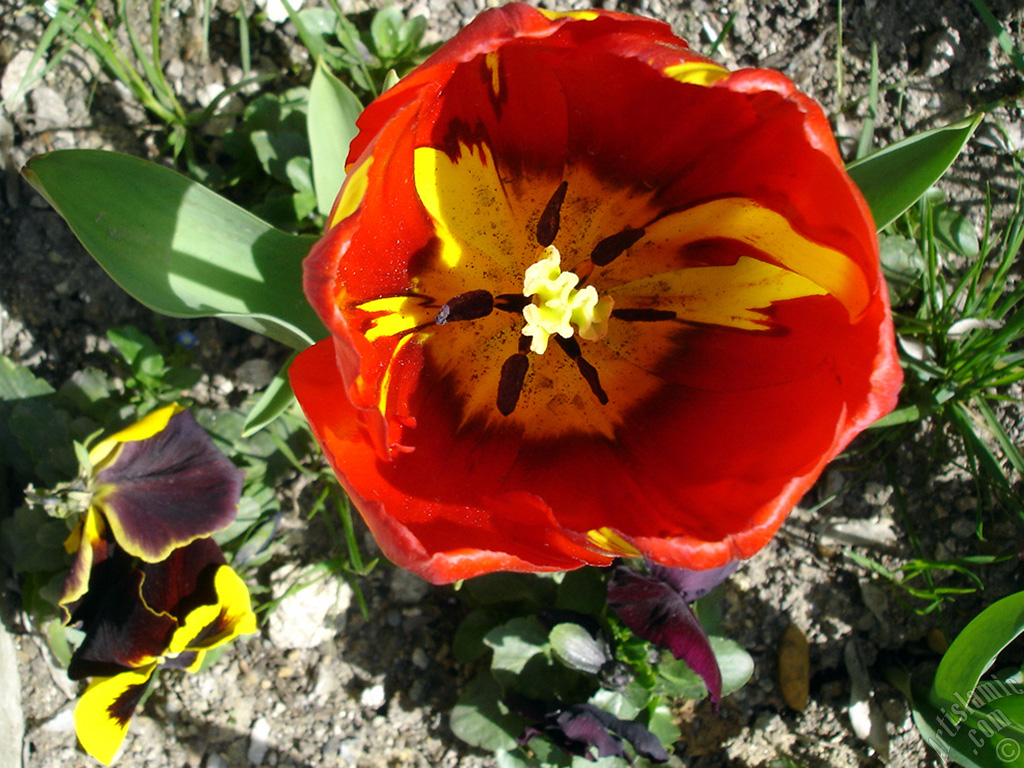 Red-yellow color Turkish-Ottoman Tulip photo.
