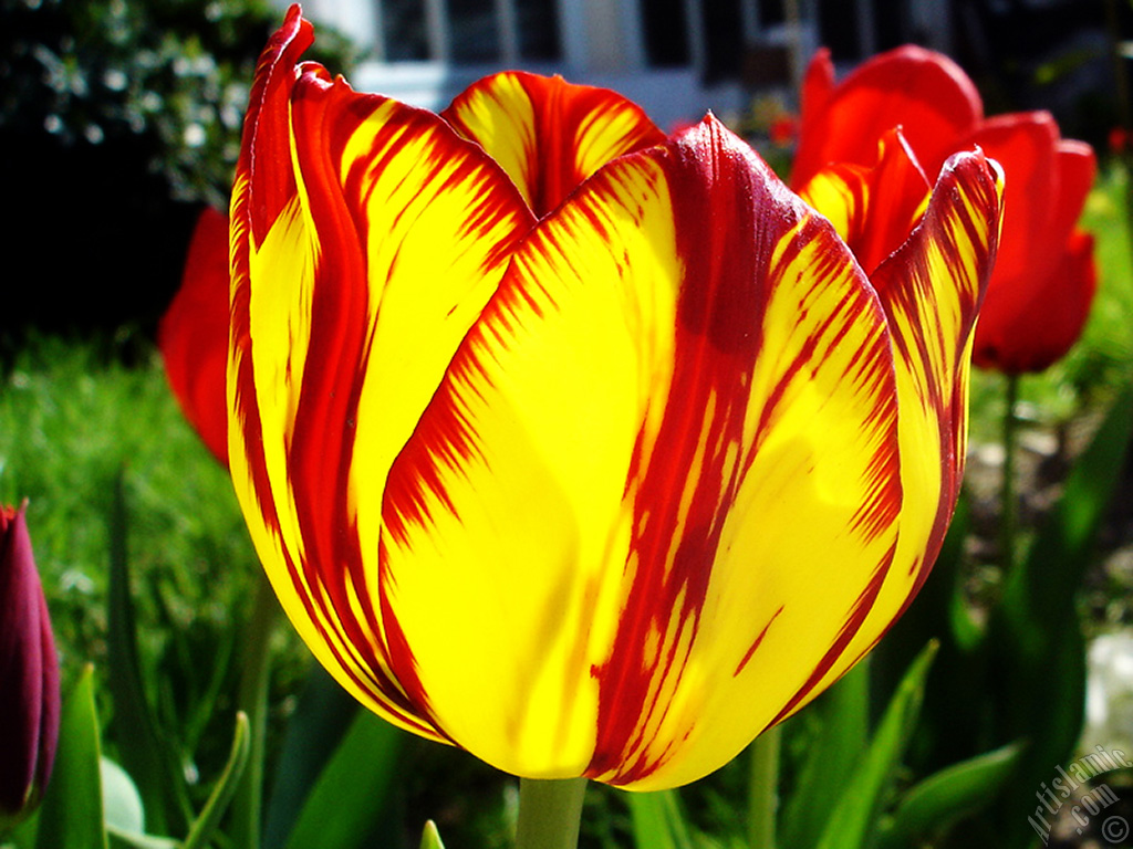 Red-yellow color Turkish-Ottoman Tulip photo.
