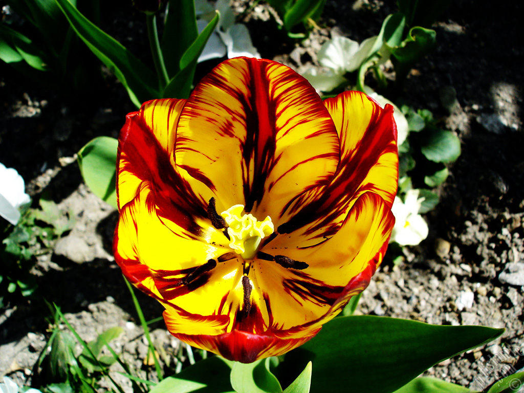 Red-yellow color Turkish-Ottoman Tulip photo.
