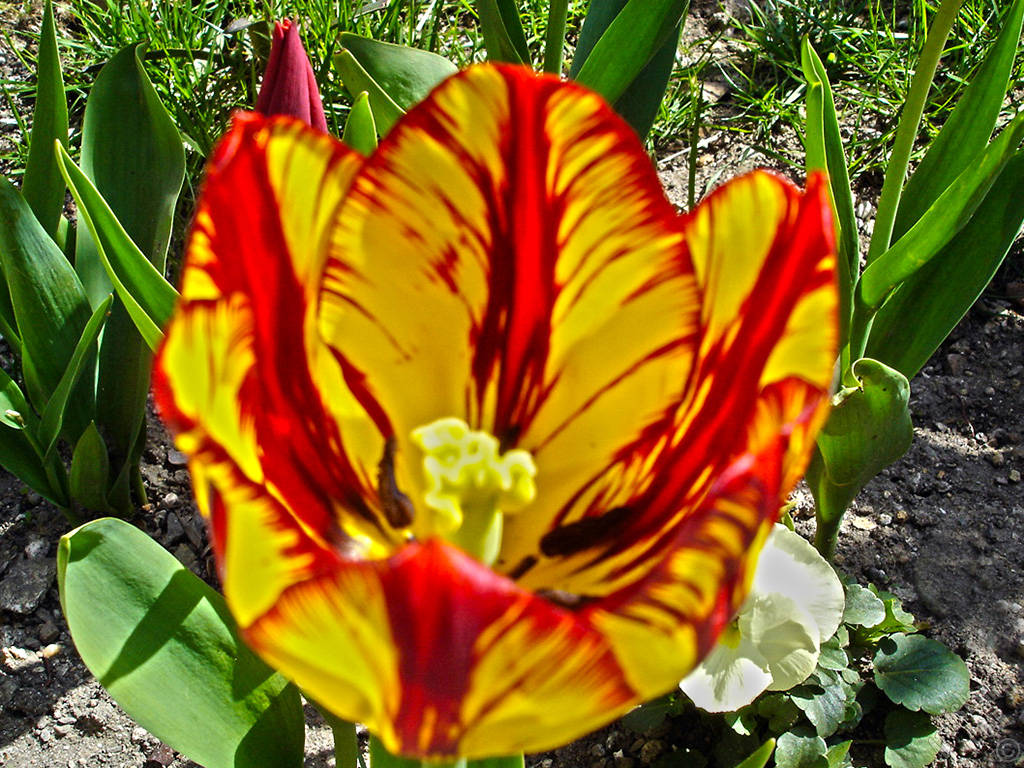 Red-yellow color Turkish-Ottoman Tulip photo.
