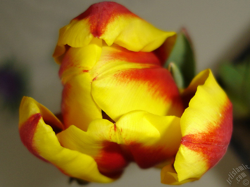 Red-yellow color Turkish-Ottoman Tulip photo.
