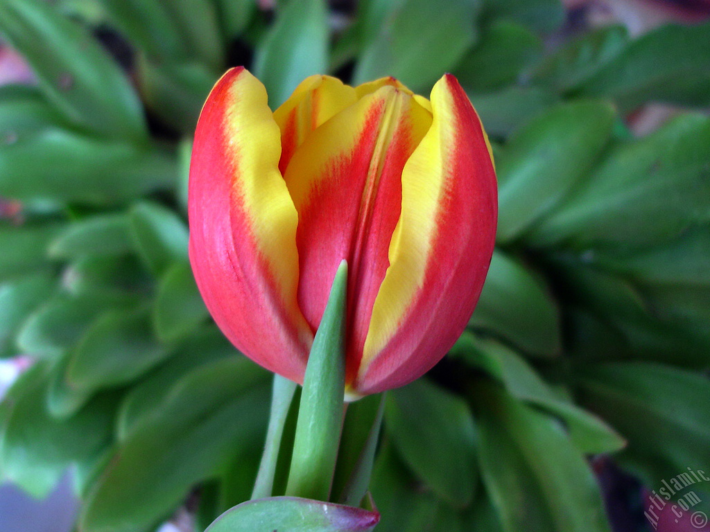 Red-yellow color Turkish-Ottoman Tulip photo.
