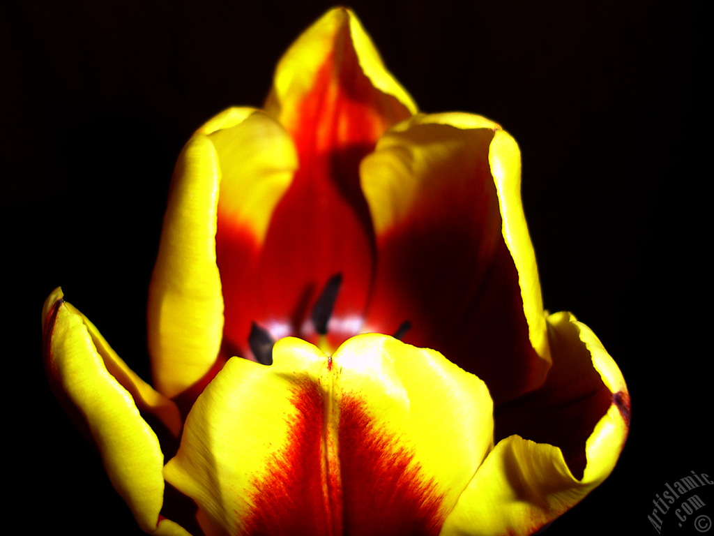 Red-yellow color Turkish-Ottoman Tulip photo.
