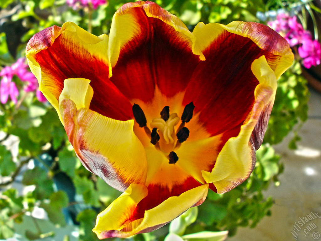 Red-yellow color Turkish-Ottoman Tulip photo.
