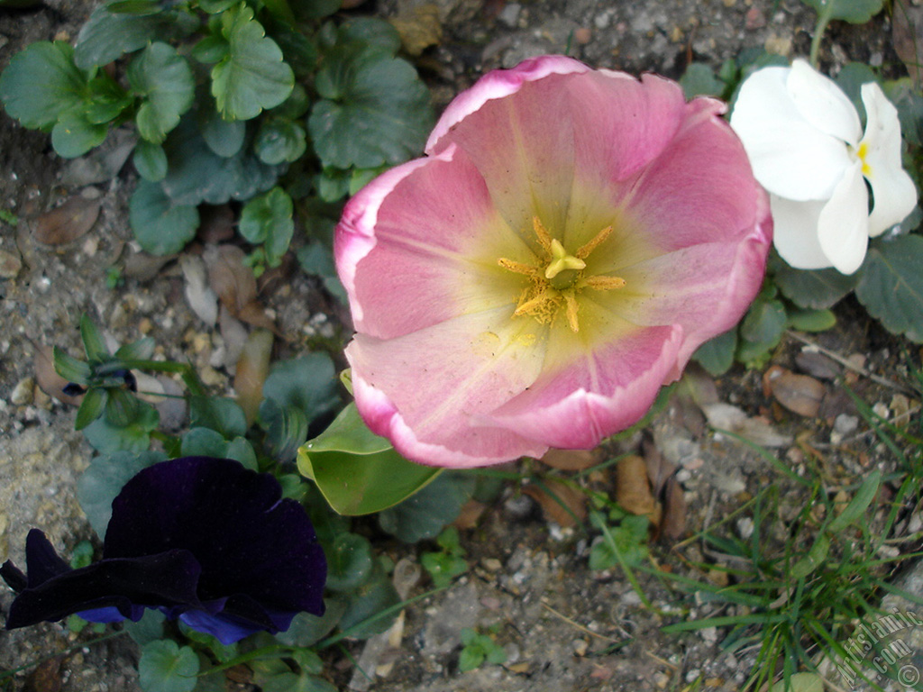 Pink color Turkish-Ottoman Tulip photo.
