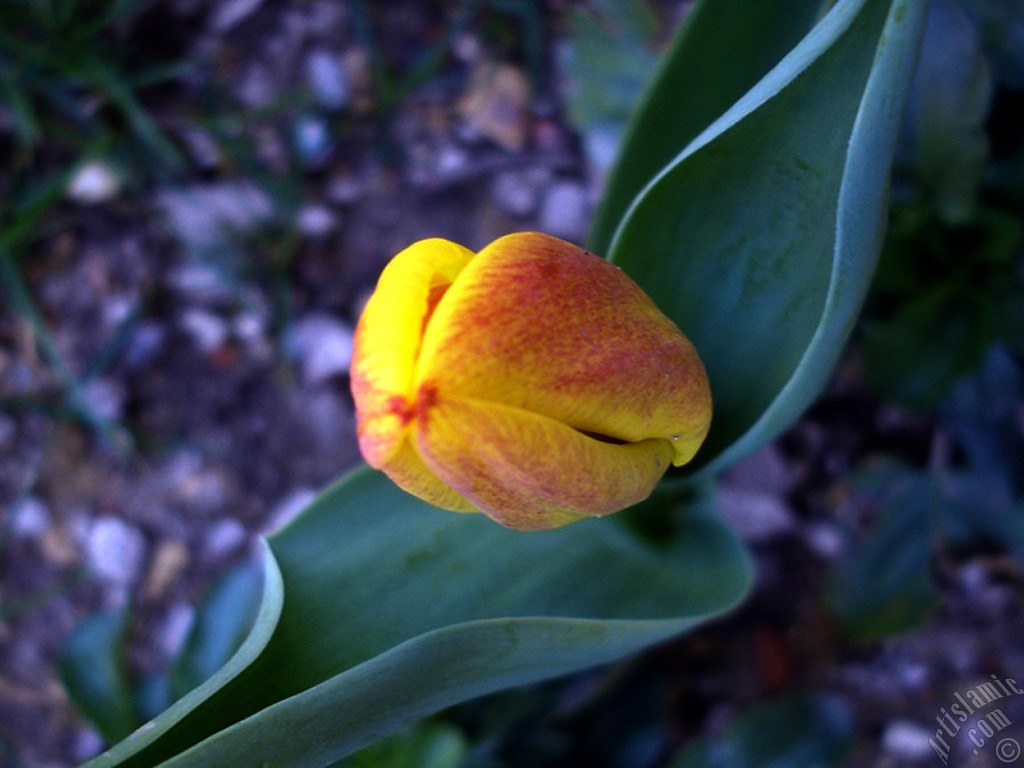 Yellow color Turkish-Ottoman Tulip photo.
