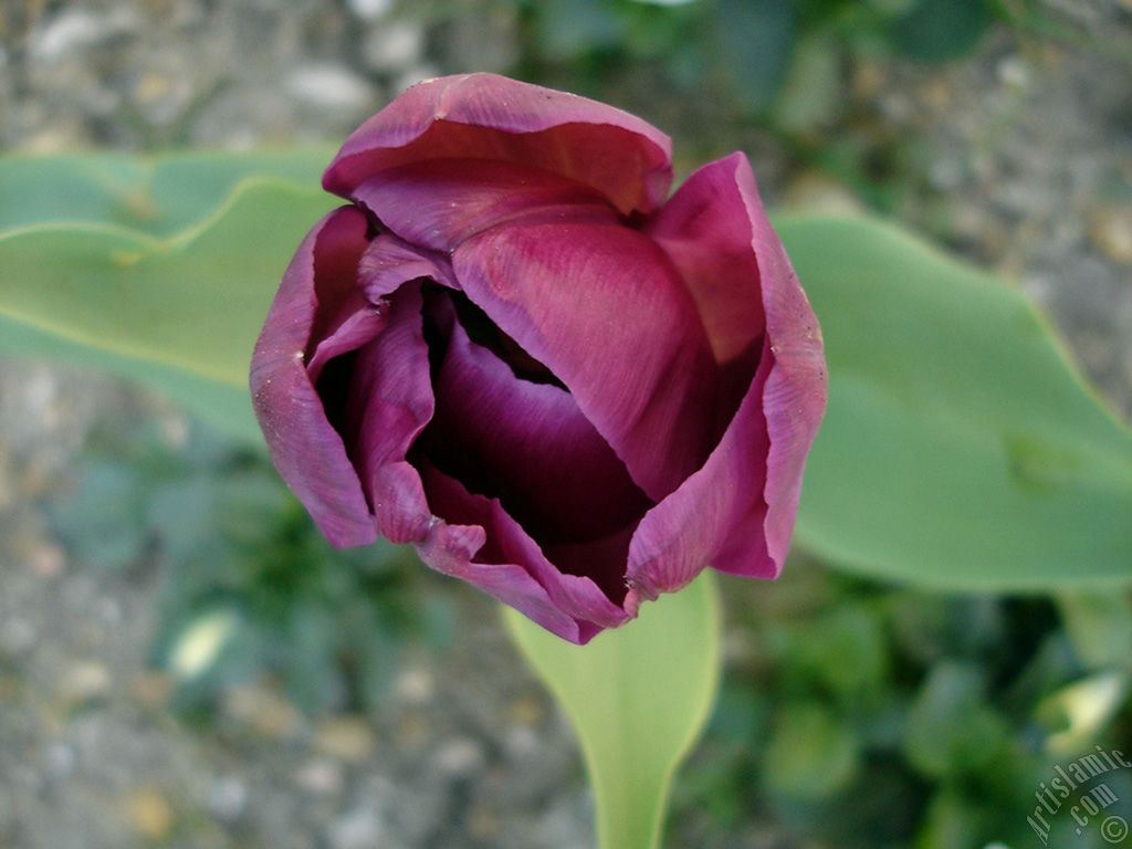 Purple color Turkish-Ottoman Tulip photo.
