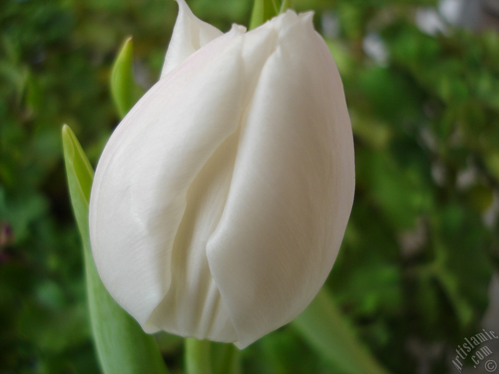 White color Turkish-Ottoman Tulip photo.
