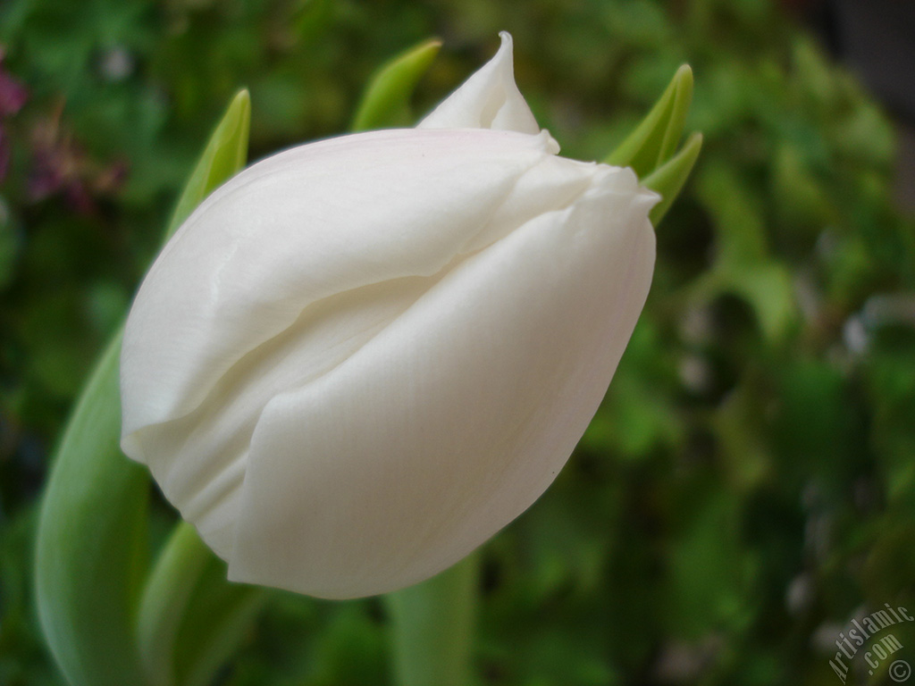 White color Turkish-Ottoman Tulip photo.
