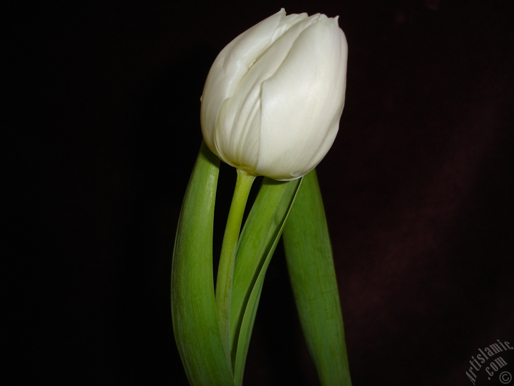 White color Turkish-Ottoman Tulip photo.
